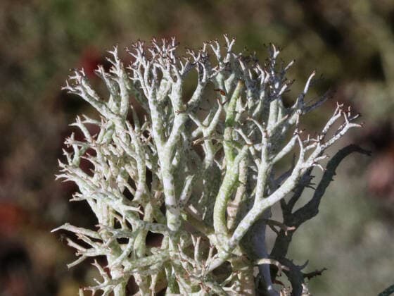 Falsche Rentierflechte, Gesprenkelte Becherflechte, Gefleckte Strauchflechte (Cladonia rangiformis), Zweig, Flechte des Jahres 2023, Deutschland, NRW lichen (Cladonia rangiformis), branch, Germany, North Rhine-Westphalia BLWS677054 *** wrong reindeer moss, Gesprenkelte cup lichen, Gefleckte Strauchflechte Cladonia rankiformis , Branch, Lichen of Year 2023, Germany, NRW Lichen Cladonia rankiformis , branch, Germany, North Rhine Westphalia BLWS677054 Copyright: xblickwinkel A.xJagelx