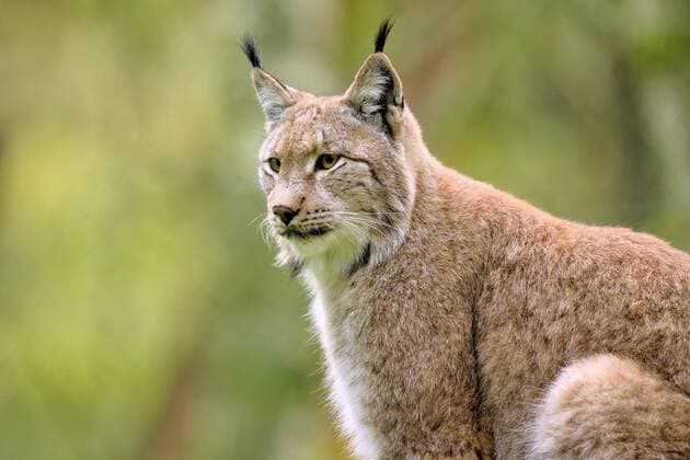 Luchs Luchs Copyright: xZoonar.com JLANDSHOEFTx 8597326
