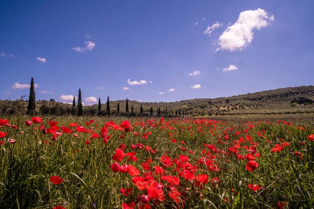 Typical hilly Tuscan countryside with fields, trees and red blooming poppies (Papaveraceae) San Feliciano Umbria Italy Reise FB_2018_2398