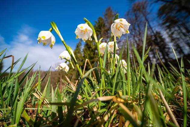 White spring snowflakes (Leucojum vernum) are blooming in the valley Polenztal Polenz Saxony Germany Reise FB_2020_1274