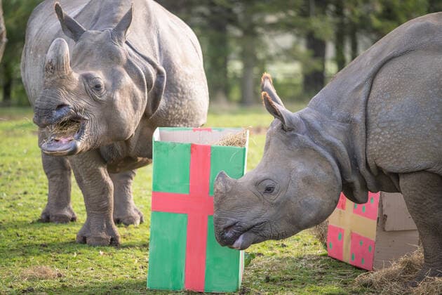 **VIDEO AVAILABLE. CONTACT INFO@COVERMG.COM TO RECEIVE.** Christmas has come early for greater one-horned rhino calf Zhiwa and her mum Behan, after zookeepers at ZSL Whipsnade Zoo gave them giant, festive, gift-boxes filled with their favourite foods. Three-year-old Zhiwa and her mum woke up to the colourful Christmas presents, each brimming with hay, cabbage and carrots, at the UK?s largest Zoo. The curious pair ran straight towards the brightly painted packages, sparing no time digging into the delicious, edible surprises within. Team leader Mark Holden said: We knew that Behan and her three-year-old daughter Zhiwa would be just as thrilled by an early Christmas present as the rest of us, so we filled the rhino-sized gift boxes t Copyright: xx 52259288 EDITORIAL USE ONLY. NOT FOR USE BY NEWSPAPERS BASED IN THE UK.