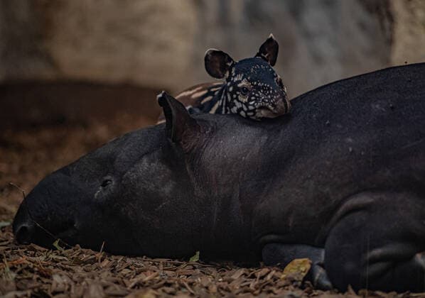**VIDEO AVAILABLE. CONTACT INFO@COVERMG.COM TO RECEIVE.** A rare Malayan tapir has been born at Chester Zoo in what has been hailed as an important moment? for the conservation of the endangered species. The female calf, which has been named Nessa, arrived to parents Margery (10) and Betong (10) in the early hours of Wednesday 30 November, weighing just 9kg. It followed a 13-month-long (391-day) pregnancy. Chester Zoo is one of just two British zoos currently caring for the Malayan tapir a species listed as endangered on the International Union of Conservation of Nature?s (IUCN?s) Red List of Threatened Species. Fewer than 2,500 are estimated to remain across Malaysia, Sumatra, Thailand and Myanmar, with hunting, illegal lo Copyright: xx 52266718 EDITORIAL USE ONLY. NOT FOR USE BY NEWSPAPERS BASED IN THE UK.