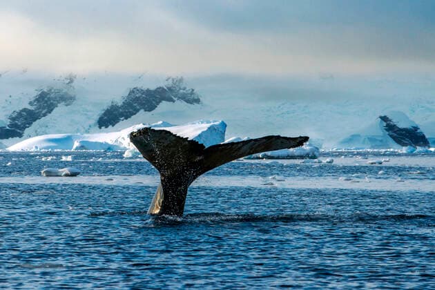 Adult humpback whale (Megaptera novaeangliae), flukes-up dive in Wilhelmina Bay, Antarctica, Polar Regions Antarctica Copyright: xSergixReboredox SRE-044-EW3933