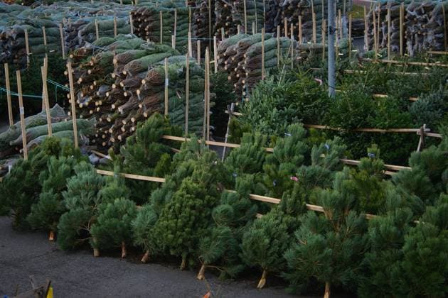 Sale of Christmas trees in Cestlice on December 8, 2022. (CTKxPhoto PetrxMalina) CTKPhotoF202212090014301  F202212090014301