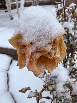 Light Snow Falls In The City Of Toronto Snow covers a rose flower as light snow falls in the city of Toronto, Ontario, Canada, on December 11, 2022. Toronto Canada  Copyright: xCreativexTouchxImagingxLtdx originalFilename: friedman-lightsno221211_npU7T.jpg