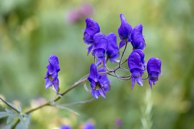Acontium or Wolfsbane or Monks Hood (Aconitum napellus) growing wild in the Natural Park of Paneveggio Pale di San Martino in Tonadico, Trentino, Italy Acontium or Wolfsbane or Monks Hood (Aconitum napellus) growing wild in the Natural Park of Paneveggio Pale di San Martino in Tonadico, Trentino, Italy Copyright: xZoonar.com PhilxBirdx 16656006