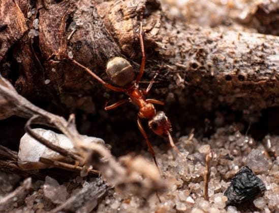 RECORD DATE NOT STATED Macro shot of red ant in nature. Red ant is very small. , 27707700.jpg, macro, ant, red, closeup, color, insect, nature, animal, bug, close-up, creature, detail, detailed, food, forest, leg, orange, photo, plant, summer, tree, wildlife, work, worker, fire, bite, colorful, extreme, fauna, flight, friendly, imported, life, macro insect, magnification, pest, soldier, sting, team, teamwork, unity, winner, wood,