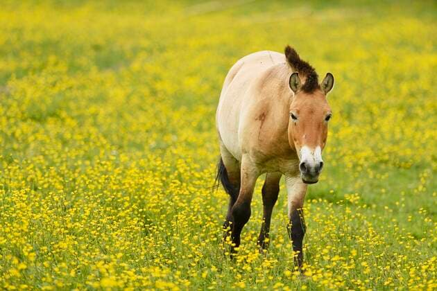 Przewalskipferd (Equus ferus przewalskii), Stute auf Feld von blühendem Hahnenfuß (Ranunculus), laufend, captive, Schweiz, Europa *** Przewalskipferd Equus ferus przewalskii , Mare at Field from flourishing Buttercup Ranunculus , constantly, captive, Switzerland, Europe Copyright: imageBROKER StefanxHuwiler ibxshu08557483.jpg