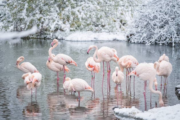 Entertainment Themen der Woche KW50 Entertainment Bilder des Tages Animals at ZSL London Zoo joined in the flurry of excitement in London today, as snow blanketed the capital. Western Lowland gorilla Mjukuu made a beeline for a snowman made by zookeepers, munching on its carrot nose and sweetcorn eyes, before silverback Kiburi arrived to snack on the leftovers - tucking into its fennel feet and broccoli hair. It was Kiburi?s first experience of the white fluffy stuff - having recently arrived at London Zoo from Tenerife - and it was clear the 18-year-old enjoyed his first snow day. Elsewhere at the iconic zoo, Humboldt penguins, Bactrian camels and Asian short-clawed otters also enjoyed exploring the capital?s December snowfall. Where: London, United Kingdom When: 12 Dec 2022 Credit: ZSL London Zoo Copyright: xx 52274347 EDITORIAL USE ONLY. NOT FOR USE BY NEWSPAPERS BASED IN THE UK.