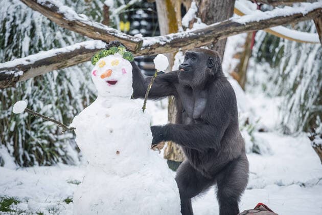 Entertainment Themen der Woche KW50 Entertainment Bilder des Tages Animals at ZSL London Zoo joined in the flurry of excitement in London today, as snow blanketed the capital. Western Lowland gorilla Mjukuu made a beeline for a snowman made by zookeepers, munching on its carrot nose and sweetcorn eyes, before silverback Kiburi arrived to snack on the leftovers - tucking into its fennel feet and broccoli hair. It was Kiburi?s first experience of the white fluffy stuff - having recently arrived at London Zoo from Tenerife - and it was clear the 18-year-old enjoyed his first snow day. Elsewhere at the iconic zoo, Humboldt penguins, Bactrian camels and Asian short-clawed otters also enjoyed exploring the capital?s December snowfall. Where: London, United Kingdom When: 12 Dec 2022 Credit: ZSL London Zoo Copyright: xx 52274354 EDITORIAL USE ONLY. NOT FOR USE BY NEWSPAPERS BASED IN THE UK.