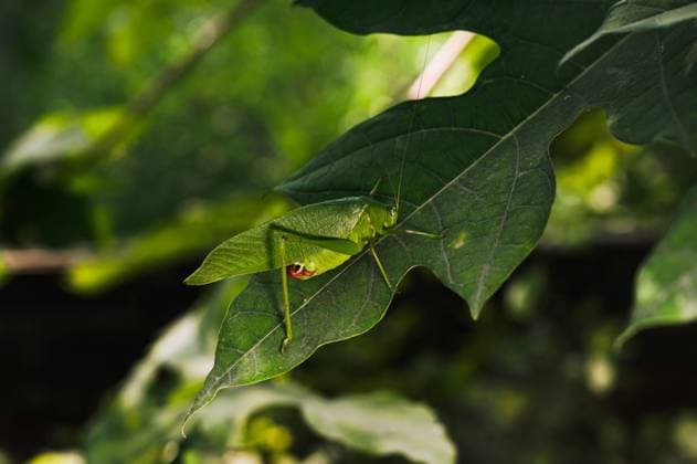 Animal India Katydid (Tettigoniidae) is known as bush cricket or long-horned grasshoppers, known for mimicry and camouflage. They are nocturnal and most commonly seen at night. A Katydid (Tettigoniidae) sitting on green leaves of a plant and camouflaged at Tehatta, West Bengal; India on 12 12 2022. Tehatta India  Copyright: xSoumyabrataxRoyx originalFilename: roy-notitle221212_nprtk.jpg