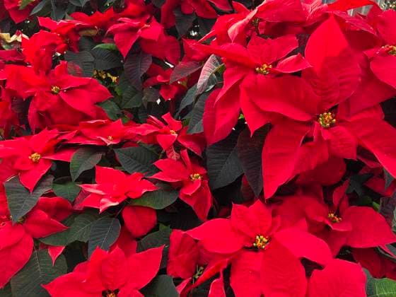 Christmas Season In Canada Poinsettia plants (Euphorbia pulcherrima) displayed at a greenhouse ahead of the Christmas season in Toronto, Ontario, Canada, on December 10, 2022. Poinsettias are popular Christmas decorations and the star-shaped leaf pattern is said to symbolize the Star of Bethlehem, and the red color represents the blood sacrifice of Jesus s crucifixion. Toronto Ontario Canada  Copyright: xCreativexTouchxImagingxLtdx originalFilename: friedman-christma221210_npmsN.jpg