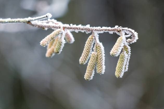 Catkins on a Hazel (Corylus avellana) tree covered with hoar frost on a winters day Catkins on a Hazel (Corylus avellana) tree covered with hoar frost on a winters day Copyright: xZoonar.com PhilxBirdx 16950137