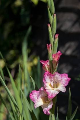 Pink and white hybrid Gladiolus flowering in an English garden Pink and white hybrid Gladiolus flowering in an English garden Copyright: xZoonar.com PhilxBirdx 16950204