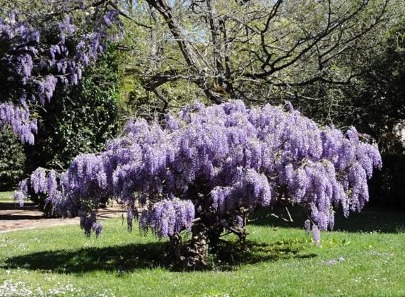 Chinesischer Blauregen - Wisteria Beliebt als Dekoration in den Parks, Chinesischer Blauregen Copyright: xZoonar.com Atlantismediax 17748357