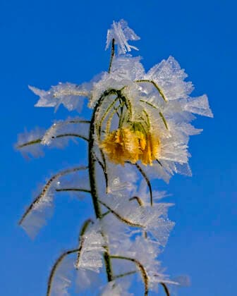 Creative Highlights World 13.12.2022, Bad Wörishofen in Bayern, Macroaufnahme ganz nah: Kunstvolle Schneekristalle an blühendem Acker-Senf funkeln in der Wintersonne bei Mindelau im Unterallgäu. 13.12.2022, Winter in Bad Wörishofen 13.12.2022, Winter in Bad Wörishofen *** 13 12 2022, Bad Wörishofen in Bavaria, macro shot very close Artful snow crystals on flowering field mustard sparkle in the winter sun near Mindelau in Unterallgäu 13 12 2022, Winter in Bad Wörishofen 13 12 2022, Winter in Bad Wörishofen