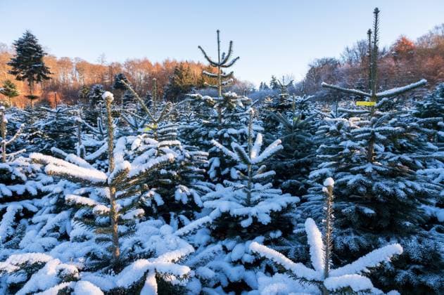 Weihnachtsbäume zum Selbstschlagen auf einer Plantage im Winter *** Christmas trees to cut yourself on a plantation in winter