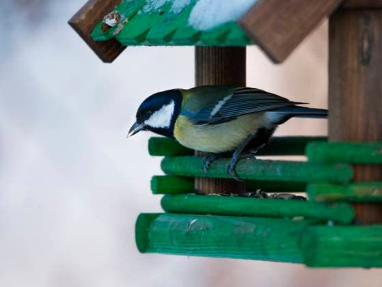 Snowy Weather In Warsaw A great tit is seen in a birdhouse with an oatmeal flake in its beak in Warsaw, Poland on 14 December, 2022. Warsaw Masovian Voivodeship Poland  Copyright: xSTRx originalFilename: arriens-snowywea221214_npJXv.jpg