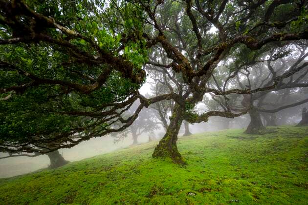Creative Highlights World Mit Moos und Pflanzen bewachsene Lorbeerbäume (Ocotea foetens) im Nebel, Alter Lorbeerwald, Stinklorbeer, Laurisilva, UNESCO Weltkulturerbe, Fanal, Madeira, Portugal, Europa *** with Moss and Plants overgrown Bay trees Ocotea foetens at Fog, Age laurel forest, stink laurel, laurisilva, Unesco World Heritage, beacon, Madeira, Portugal, Europe Copyright: imageBROKER MaraxBrandl ibxmab08884312.jpg