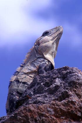 Creative Highlights World An iguana is seen in the archeological zone of Chiche Itza Eyepix Group Chichen Itza Mexico - ZUMAe321 20221215_zia_e321_043 Copyright: xFranciscoxMorales xEyepixxGroupx