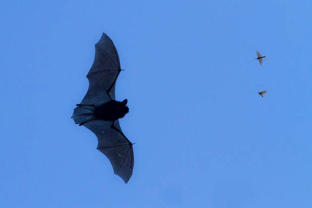 Creative Highlights World Zwergfledermaus, Zwerg-Fledermaus (Pipistrellus pipistrellus), jagt Eintagsfliegen, Deutschland, Bayern common pipistrelle (Pipistrellus pipistrellus), hunting mayflies, Germany, Bavaria BLWS677410 *** pipistrelle, Dwarf Bat Pipistrellus Pipistrellus , hunts mayflies, Germany, Bavaria Common Pipistrelle Pipistrellus Pipistrellus , Hunting mayflies, Germany, Bavaria BLWS677410 Copyright: xblickwinkel A.xHartlx