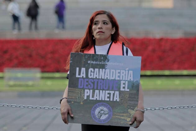 Activists Demonstrate Against Animal Slaughterhouses In Mexico An activist from Animal Save Mexico carries a banner during a protest in front of the Angel de la Independencia in Mexico City against animal slaughterhouses in Mexico. Mexico City Mexico City Mexico  Copyright: xGerardoxVieyrax originalFilename: vieyra-notitle221216_npIG9.jpg