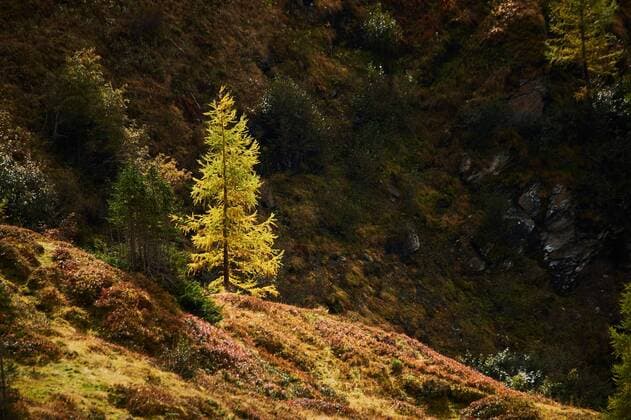 Creative Highlights World Europäische Lärche (Larix decidua) in den Bergen an der Hochalpenstraße, Pinzgau, Salzburg, Österreich, Europa *** European Larch Larix decidua in the Bergen to the high alpine road, Pinzgau, Salzburg, Austria, Europe Copyright: imageBROKER/Davidx&xMichaxSheldon ibxshe08896867.jpg