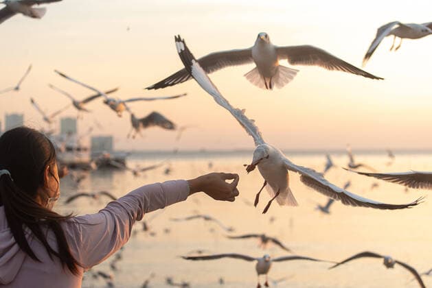 Bilder des Jahres 2022, Entertainment 12 Dezember Entertainment Themen der Woche KW50 Entertainment Bilder des Tages Entertainment Bilder des Tages December 18, 2022, Samut Prakarn, Thailand: A tourist seen feeding a seagull at Bang Pu seaside resort in Samut Prakarn. Every year during the cold winter in Thailand between November and March thousands of seagulls migrate from Siberia and Mongolia to Bang Pu seaside in Samut Prakan province to escape the harsh winter. Samut Prakarn Thailand - ZUMAs197 20221218_zaa_s197_123 Copyright: xPeeraponxBoonyakiatx