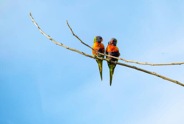 Creative Highlights World Rainbow Lorikeet (Trichoglossus moluccanus) A pair of Rainbow Lorikeets (Trichoglossus moluccanus) perched on the branch of a tree in Sydney, NSW, Australia. Sydney New South Wales (NSW) Australia Copyright: xTaraxMalhotrax