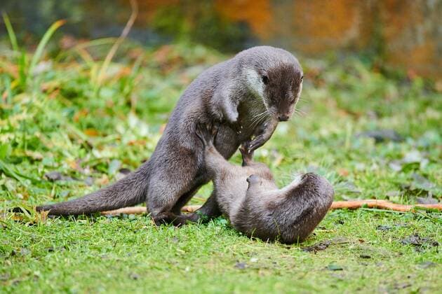 Zwei Fischotter (Lutra lutra) spielen miteinander auf einer Wiese im Bayerischen Wald, Bayern, Deutschland, Europa *** Two Otters Lutra Lutra Play together at a Meadow at Bavarian Forest, Bavaria, Germany, Europe Copyright: imageBROKER Davidx&xMichaxSheldon ibxshe08899243.jpg