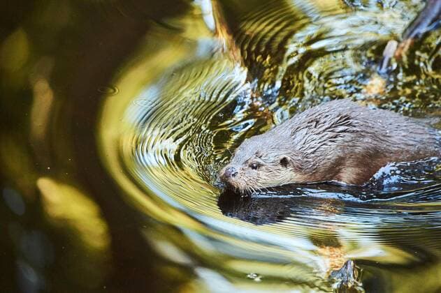 Creative Highlights World Fischotter (Lutra lutra) beim Schwimmen in einem kleinen See im Bayerischen Wald, Bayern, Deutschland, Europa *** Otters Lutra Lutra at Swimming in a small Lake at Bavarian Forest, Bavaria, Germany, Europe Copyright: imageBROKER Davidx&xMichaxSheldon ibxshe08899517.jpg