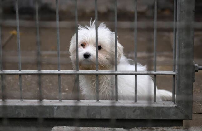 Hund hinter Gitter im Hundebereich, wartet auf eine neues Zuhause. Besuch des Tierschutzzentrums Duisburg e.V., staedtisches Tierheim Duisburg, am 19.12.2022 in Duisburg Deutschland *** Dog behind bars in dog area, waiting for a new home visit Tierschutzzentrum Duisburg e V , staedtisches Tierheim Duisburg, on 19 12 2022 in Duisburg Germany