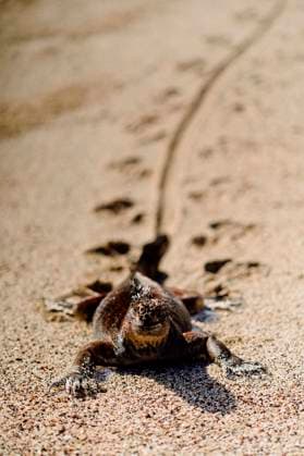 Creative Highlights World Galapagos marine iguana crawling and leaving trails of tail and legs on sand on sunny day on beach JavierBallester_ID10552_319822_015 Copyright: xJavierxBallesterx Model Released