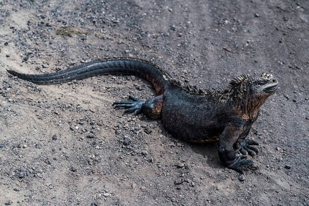 Creative Highlights World Black Galapagos marine iguana lying on volcanic sand on summer day on seashore JavierBallester_ID10552_319873_037 Copyright: xJavierxBallesterx Model Released