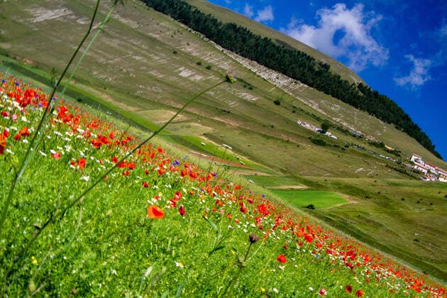 RECORD DATE NOT STATED CASTELLUCCIO DI NORCIA AND ITS FLOWERING BETWEEN MICRO-COLORS OF FLOWERS AND NATURE , 30402078.jpg, castelluccio, umbria, italy, mountain, norcia, nature, landscape, castelluccio di norcia, green, flower, field, summer, sibillini, flowers, countryside, park, mountains, sky, plateau, italia, spring, blue, perugia, rural, clouds, agriculture, plain, hill, natural, grass, meadow, apennines, lentil, monti sibillini, travel, italian, marche, village, country, poppy, yellow, colours, landmark, season, beauty, national park, outdoor, scenic, fioritura, landscapes,