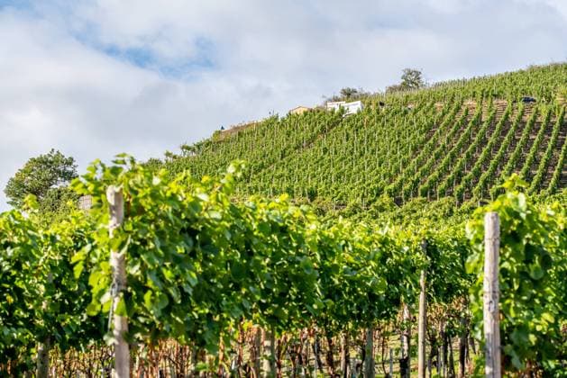 IMAGO Creative, Sommer, Weinfeste und Weinwanderungen Weinanbaugebiet Weinanbau region Dernau im Ahr-Tal Copyright: xZoonar.com KayxAugustinx 16165463