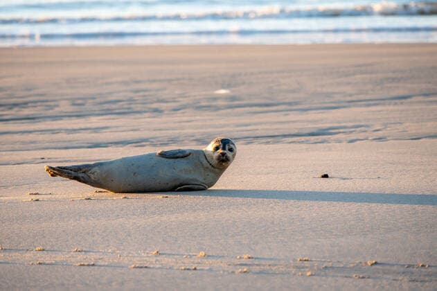 Junger Seehund Heuler auf einer Sandbank Copyright: xZoonar.com KayxAugustinx 16405849