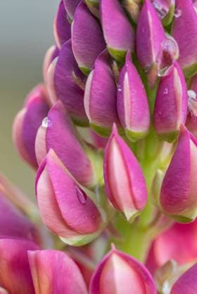 Lupinenblüte Lupinenblüte im Frühsommer Copyright: xZoonar.com KayxAugustinx 17275990