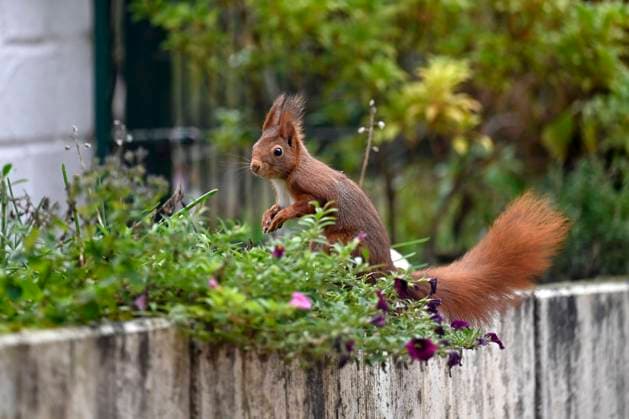 Ein Eichhörnchen in einem Garten. Eichhörnchen halten keinen Winterschlaf, sondern nur Winterruhe, die sie täglich zur Nahrungsaufnahme für ein bis zwei Stunden unterbrechen. Gartenbesitzer können die Tiere unterstützen, indem Früchte tragende Bäume und Sträucher wie die Hasel pflanzen. (Themenbild, Symbolbild) Frechen, 20.12.2022 NRW Deutschland *** A squirrel in a garden Squirrels do not hibernate, but only hibernate, which they interrupt for one to two hours each day to feed. Garden owners can support the animals by planting fruit-bearing trees and shrubs such as the hazel Topic image, symbol image Frechen, 20 12 2022 NRW Germany Copyright: xDwixAnoraganingrumx