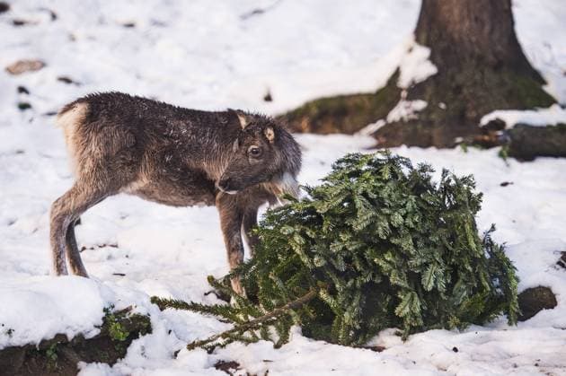 Entertainment Bilder des Tages Reindeer (Rangifer tarandus) pictured during special Christmas feeding at the Brno Zoo, Czech Republic, on December 12, 2022. (CTKxPhoto PatrikxUhlir) CTKPhotoP2022122402374  P2022122402374