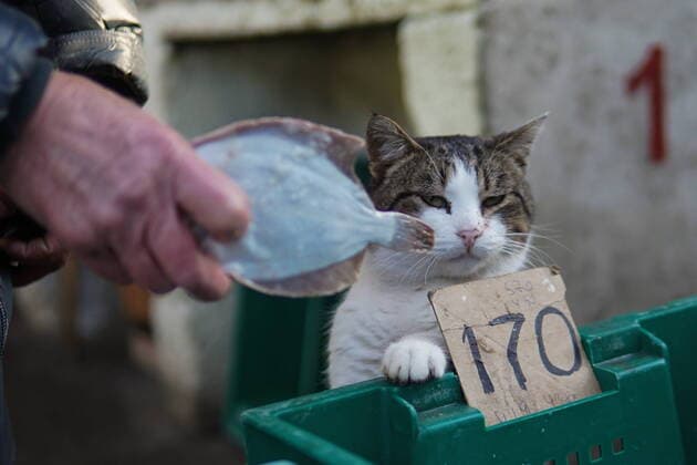 News Themen der Woche KW52 News Bilder des Tages Ukraine-Konflikt, Auf Markt in Henitschesk, Oblast Cherson, werden Rubel und Hrywnja akzeptiert RUSSIA, GENICHESK - DECEMBER 28, 2022: Fish for sale at the central market accepting both the Ukrainian hryvnia and Russian rouble. Their dual exchange applies to Kherson Region through December 31. The federal legislation governing the accession of the new regions to Russia makes the Russian rouble their lawful currency from January 1, 2023. Andrei Rubtsov TASS  56590126