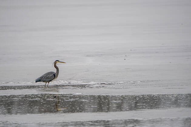 Wildlife At The Oxbow Nature Conservancy Great blue heron are seen at the Oxbow Nature Conservancy on Sunday, January 1, 2023, in Lawrenceburg, Indiana, USA. Lawrenceburg, IN Indiana United States  Copyright: xJasonxWhitmanx originalFilename: whitman-greatblu230101_np61P.jpg