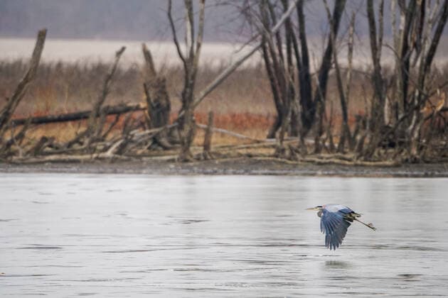 Wildlife At The Oxbow Nature Conservancy Great blue heron are seen at the Oxbow Nature Conservancy on Sunday, January 1, 2023, in Lawrenceburg, Indiana, USA. Lawrenceburg, IN Indiana United States  Copyright: xJasonxWhitmanx originalFilename: whitman-greatblu230101_npdlp.jpg