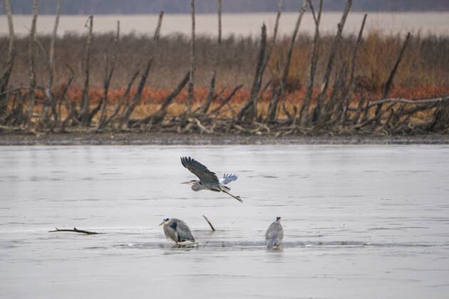 Wildlife At The Oxbow Nature Conservancy Great blue heron are seen at the Oxbow Nature Conservancy on Sunday, January 1, 2023, in Lawrenceburg, Indiana, USA. Lawrenceburg, IN Indiana United States  Copyright: xJasonxWhitmanx originalFilename: whitman-greatblu230101_npfCR.jpg