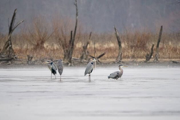 Wildlife At The Oxbow Nature Conservancy Great blue heron are seen at the Oxbow Nature Conservancy on Sunday, January 1, 2023, in Lawrenceburg, Indiana, USA. Lawrenceburg, IN Indiana United States  Copyright: xJasonxWhitmanx originalFilename: whitman-greatblu230101_npdoh.jpg
