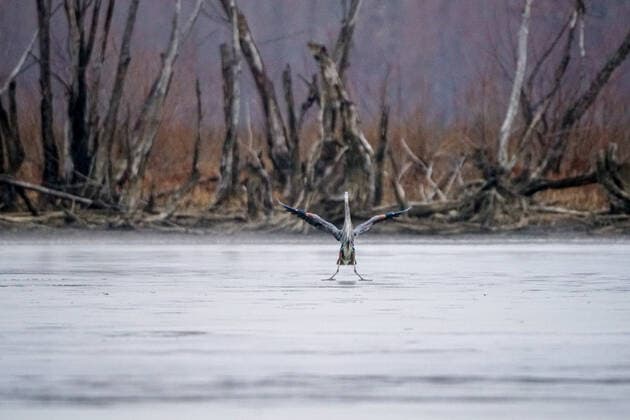 Wildlife At The Oxbow Nature Conservancy Great blue heron are seen at the Oxbow Nature Conservancy on Sunday, January 1, 2023, in Lawrenceburg, Indiana, USA. Lawrenceburg, IN Indiana United States  Copyright: xJasonxWhitmanx originalFilename: whitman-greatblu230101_npMHq.jpg