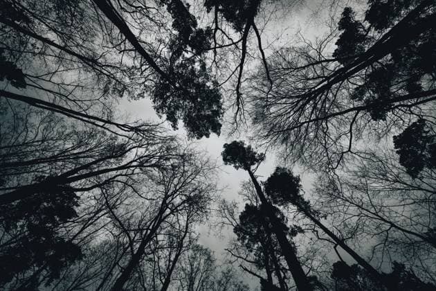 Waldbaden Blick nach oben in die Baumkronen am 1. Januar 2023 im Tegeler Forst in Berlin Tegel. Berlin Tegel Reinickendorf Berlin Deutschland _JK10398 *** Forest bathing look up into the treetops on 1 January 2023 in Tegeler Forst in Berlin Tegel Berlin Tegel Reinickendorf Berlin Germany JK10398