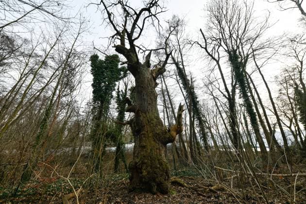 Höchster Baum in Berlin Blick am 1. Januar 2023 auf den ältesten Baum in Berlin, die Dicke Marie, im Tegeler Forst in Berlin Tegel. Berlin Tegel Reinickendorf Berlin Deutschland _JK10451 *** Tallest tree in Berlin View on 1 January 2023 of the oldest tree in Berlin, the Dicke Marie, in Tegeler Forst in Berlin Tegel Berlin Tegel Reinickendorf Berlin Germany JK10451