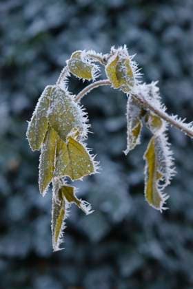 Blätter mit Raureif, Nordrhein-Westfalen, Deutschland, Europa *** Sheets with hoarfrost, North Rhine Westphalia, Germany, Europe 1100402733