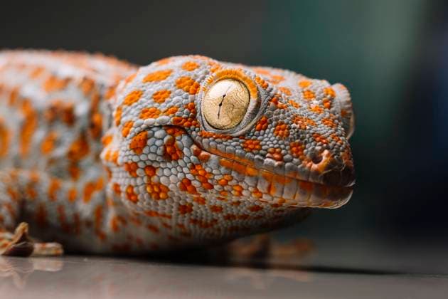 Close-up of spotted Tokay gecko on table property released, DAMF01147
